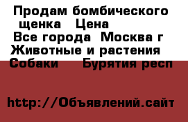 Продам бомбического щенка › Цена ­ 30 000 - Все города, Москва г. Животные и растения » Собаки   . Бурятия респ.